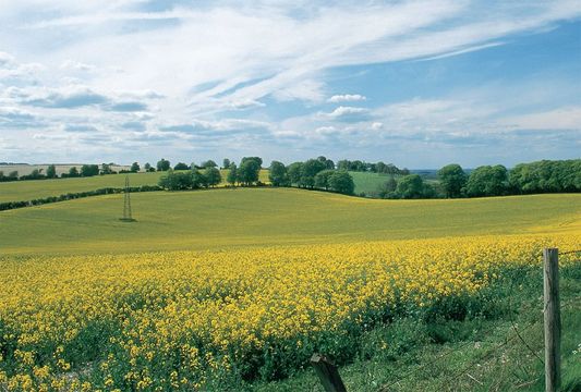 Spring blooms rape swaddle Hampshire’s North Downs in a golden blanket.