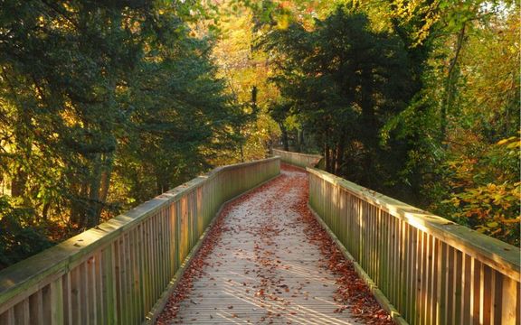 Walkway in the Forest of Dean, Autumn. Gloucestershire. England. UK