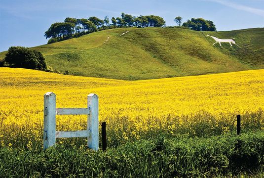 The Cherhill White Horse, above the flowering rape field, is a familiar sight along the A4 between Marlborough and Chippenham.