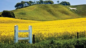 All the white horses - the history of Britain's chalk hillsides