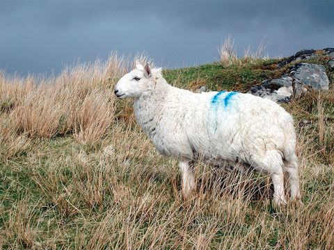 Cheviot sheep, adapted to the rugged life of the Outer Hebrides, provide the wool for Harris Tweed.