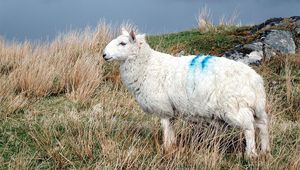 Thumb sheep how tweed  island via forbes inglis