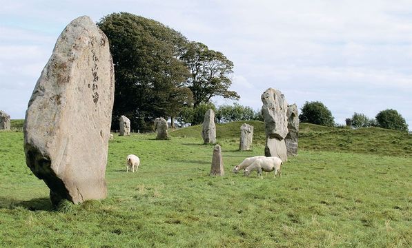 Sheep contentedly graze among the stones of Avebury.