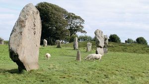 Thumb sheep contentedly graze among the stones of avebury via sian ellis