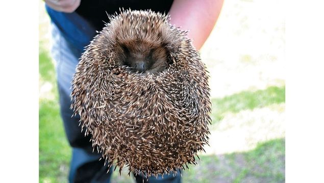 Even hedgehogs have medical conditions