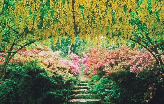 Bodnant Garden’s famed laburnam arch draws springtime visitors to North Wales.