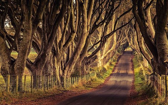 The Dark Hedges, in County Antrim.