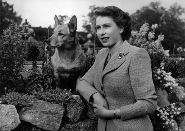 Queen of Great Britain Elizabeth II at Balmoral Castle with one of her Corgis.
