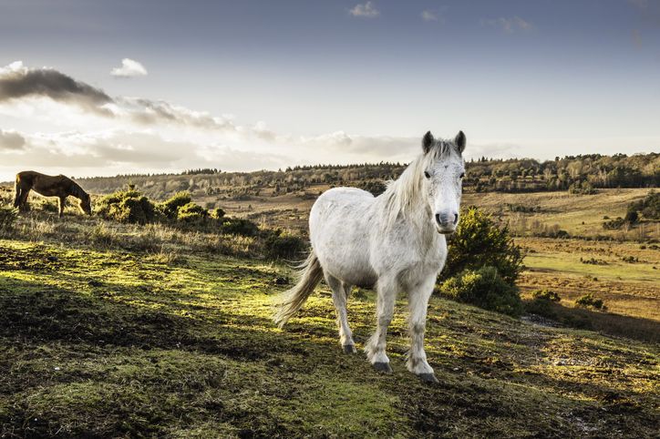 Six days along Britain's magical coast