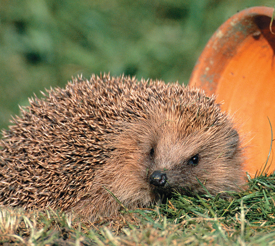 A Firkin of Fauna British Heritage