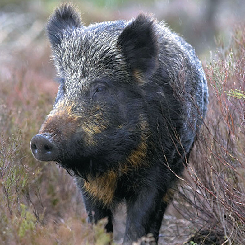 PETER CAIRNS/SCOTTISH VIEWPOINT