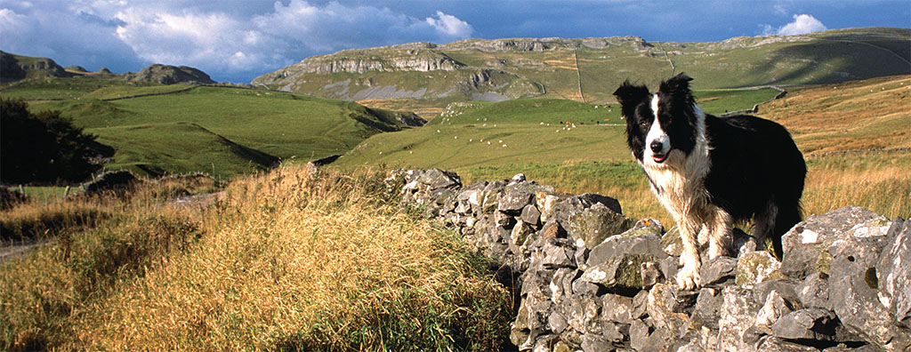 BRITIANONVIEW/ ROZ GORDON