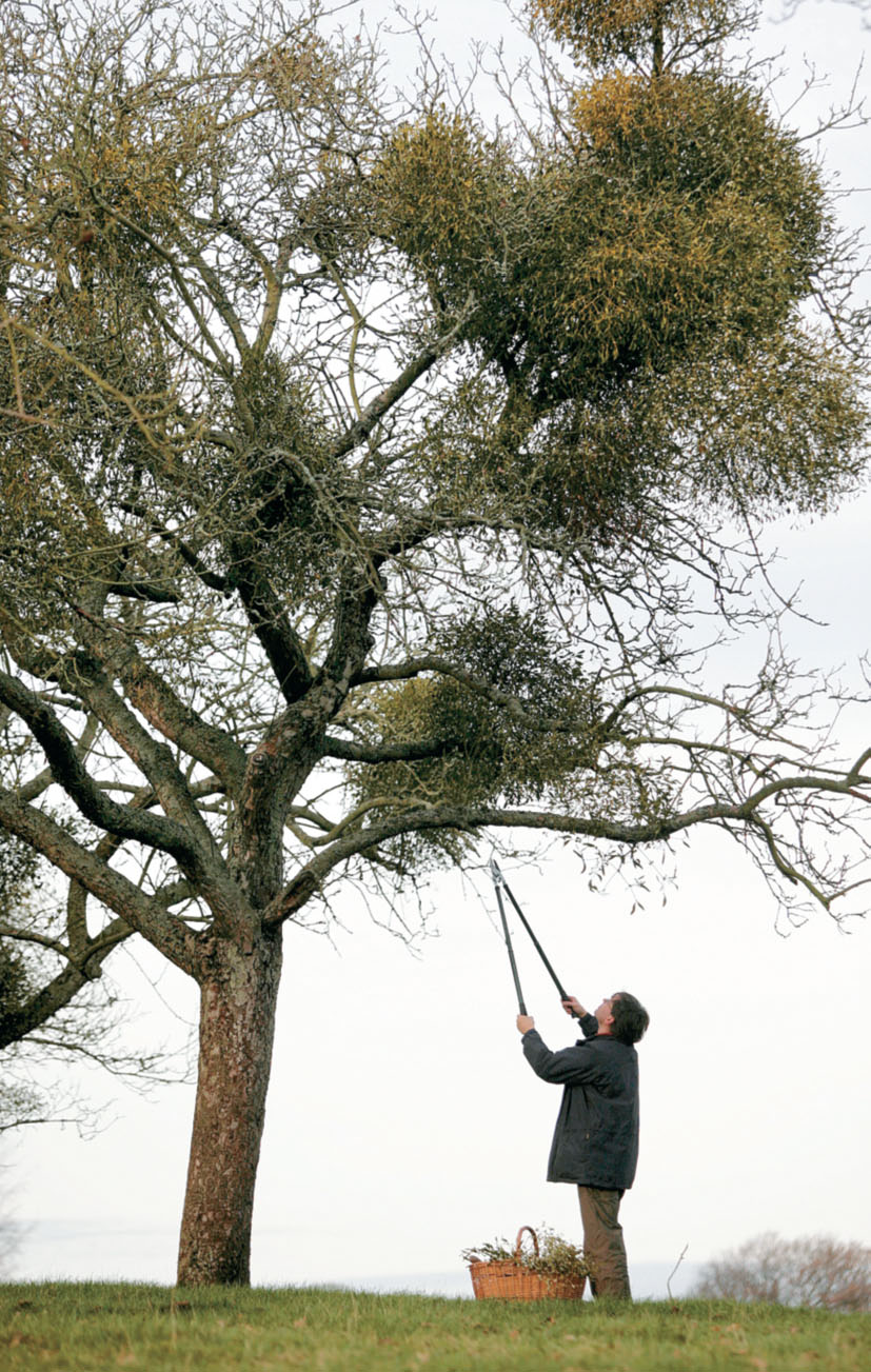 Tenbury Wells’Mistletoe Festival | British Heritage