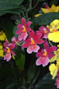 Orchids 4