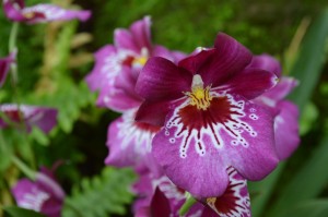 Orchids 7