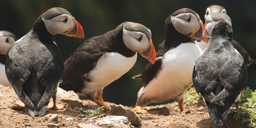 SKOMER ISLAND